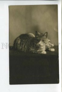431906 PUSSY CAT w/ Bow Vintage REAL PHOTO postcard
