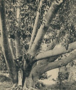 Bermuda a Rubber Tree Vintage Postcard 07.69