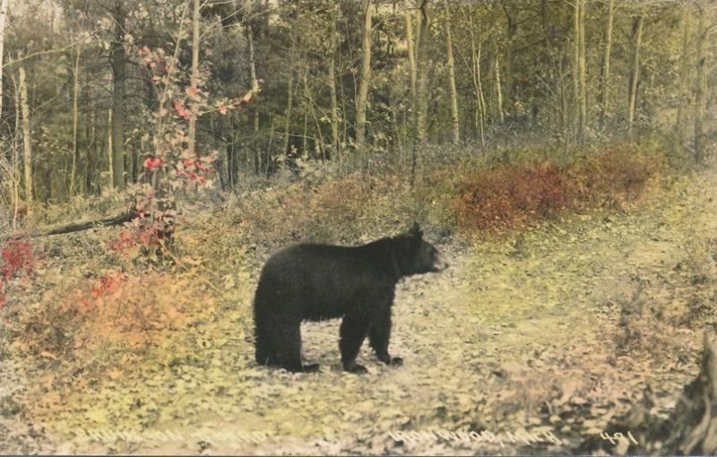 RPPC Animal Bear, Pulished in Milwaukee WI, Wisconsin - Hand-colored