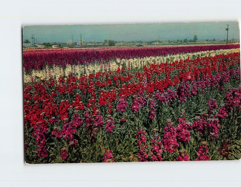 Q-38218 South Mountain Flower Gardens Phoenix Arizona USA
