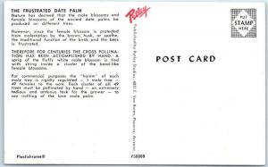 BEAUTIFUL DATE PALM   Un-Romantic Sex Life  Clinical Report  ca 1950s   Postcard