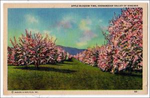 Apple Blossom Time, Shenandoah Valley VA