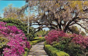 Louisiana Baton Rouge Azaleas In Bloom In Calitol Gardens