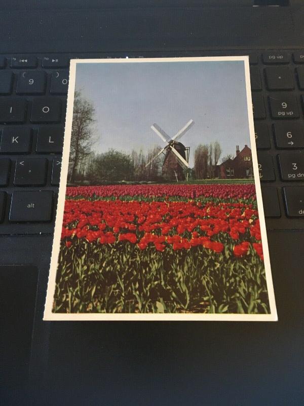 Vintage Postcard; Springtime in Holland, Windmill Tulips 