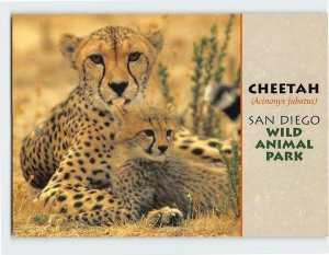 Postcard Cheetah (Acinonyx jubatus), San Diego Wild Animal Park, San Diego, CA