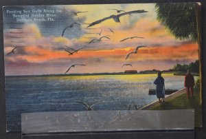 Daytona Beach, FL - Feeding Sea Gulls Along Halifax River - 1945