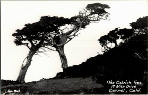 RPPC The Ostrich Tree on 17 Mile Drive Carmel CA c1947 Vintage Postcard D30