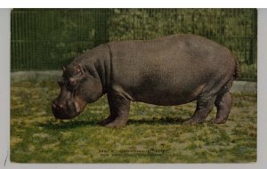 Hippopotamus