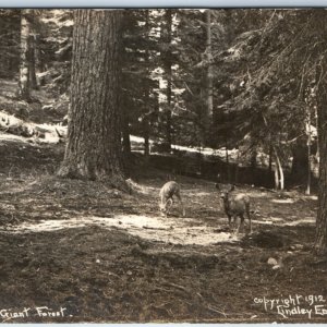 1912 Sequoia National Park, CA Deer RPPC Giant Forest Photo PC Lindley Eddy A132