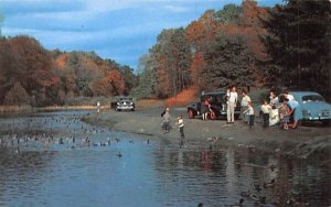 Feeding the Ducks at Beautiful Porter Lake Springfield, Massachusetts  