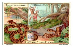 Bushmaster, Poisonous Snakes, Liebig German Trade Card *VT27F 