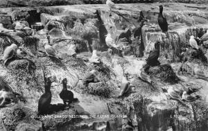 BR69981 gulls and shags nesting farne islands  real photo  uk