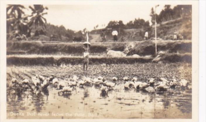 INdonesia Bali Ducks That Never Leave The Pole Real Photo