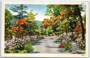 Postcard - Road Trees Flowers Nature Scenery