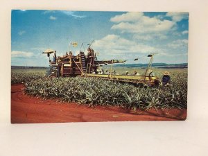 Pineapple Harvesting Hawaii Postcard 1969 Hilo Cancel