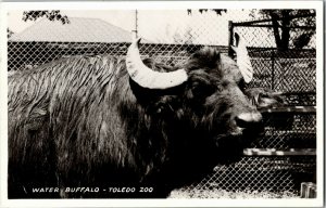 RPPC Water Buffalo at the Toledo Zoo OH Vintage Postcard P29