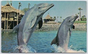 1966 Sea World San Diego Dolphins Snorter Aphrodite Tail-Walking Postcard