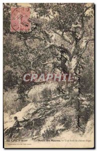 Old Postcard The Tree Mountains Moors A cork oak forest