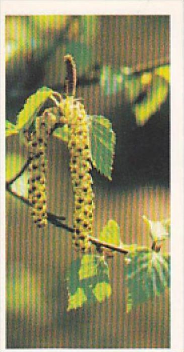 Brooke Bond Vintage Trade Card Woodland Wildlife 1980 No 21 Silver Birch