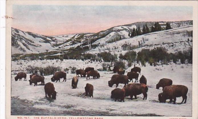 Yellowstone National Park The Buffalo Herd