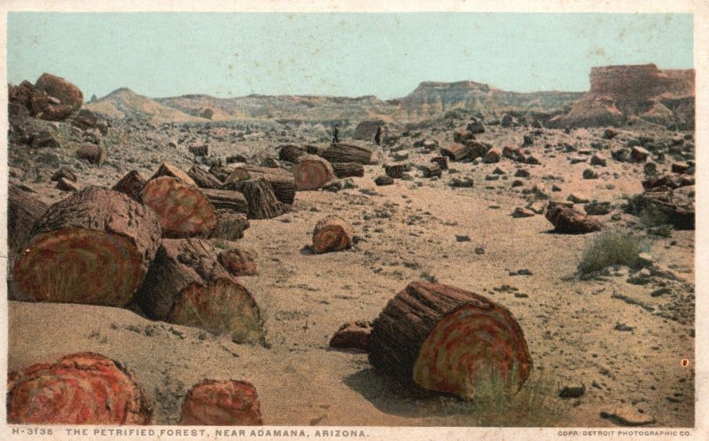 Vintage Postcard Historical Petrified Forest Logs Adamana Arizona Detroit Publ.