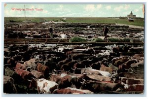 1909 Buffalos in Winnipeg Stock Yards Manitoba Canada Antique Posted Postcard