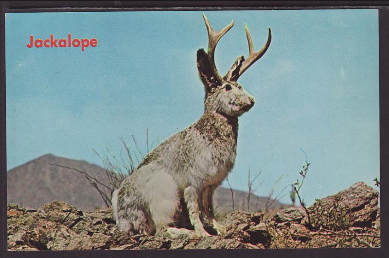 Jackalope Postcard