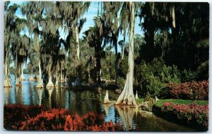 M-47455 Cypress Trees Lake Eloise Cypress Gardens Florida USA