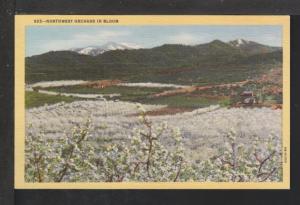 Northwest Orchard in Bloom Postcard 