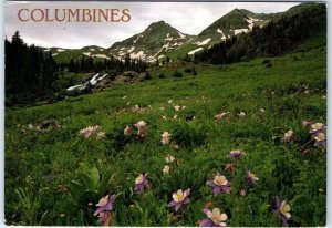 Postcard - The Columbine and those magnificent mountains - Colorado