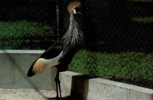 PEACOCK AT CASELA BIRD PARK POSTED MAURITIUS 1983 SUPER POSTAGE STAMPS