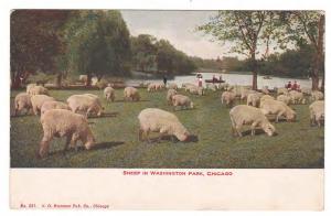 SHEEP IN WASHINGTON PARK CHICAGO C 1920 ANTIQUE POSTCARD