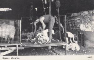 Sheep Shearing at Farm in Rudyard Staffordshire 1970s Real Photo Postcard