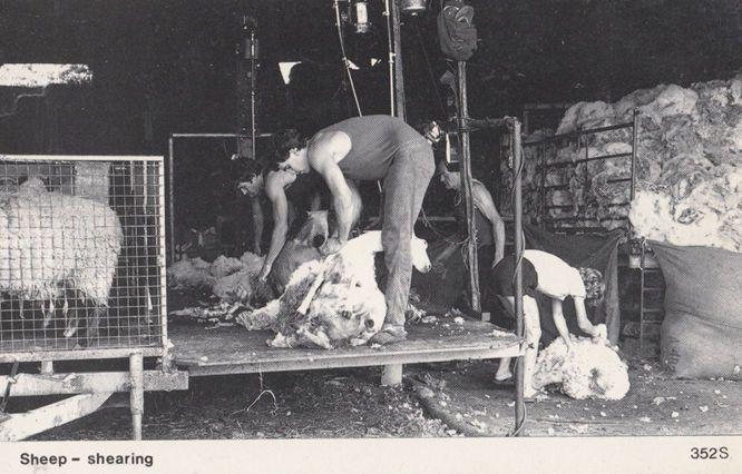 Sheep Shearing at Farm in Rudyard Staffordshire 1970s Real Photo Postcard