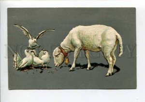 422964 Sheep & PIGEONS on Yard Vintage EMBOSSED postcard