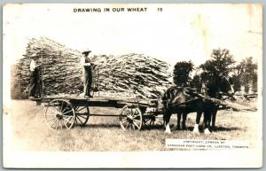 CANADA EXAGGERATED WHEAT ANTIQUE REAL PHOTO POSTCARD RPPC