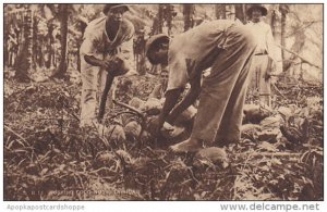 Trinidad Natives Husking Coconuts