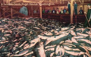 Vintage Postcard A Salmon Catch Puget Sound Washington WA Pacific Novelty Pub.