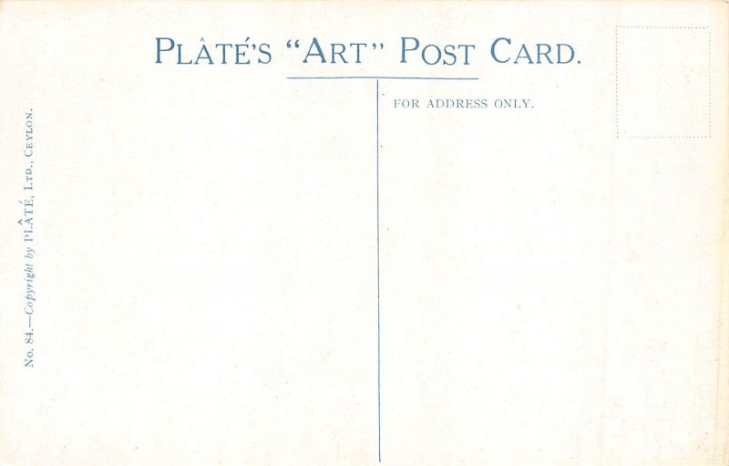 Sri Lanka Ceylon Banyan Tree Negombo vintage postcard