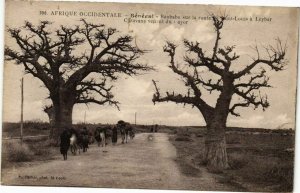 CPA AK Senegal-Baobabs sur la route de Saint Louis a Leybar (235607)