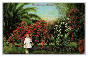 Roses Blooming in Midwinter California CA UNP DB Postcard Z4