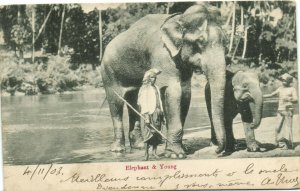 PC CEYLON - SRI LANKA, ELEPHANT & YOUNG, Vintage Postcard (b37474)