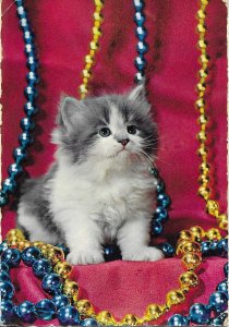 Cat in the jewelry box Modern Italian photo postcard 1970s