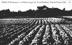 California Santa Cruz Field Of Freesias In February At Los Robles