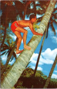 Postcard Hawaii -Cocopalm Climber - boy climbing coconut tree