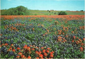 Postcard 1991 Texas Field of Indian Paintbrush and Texas Bluebonnets Flowers TX