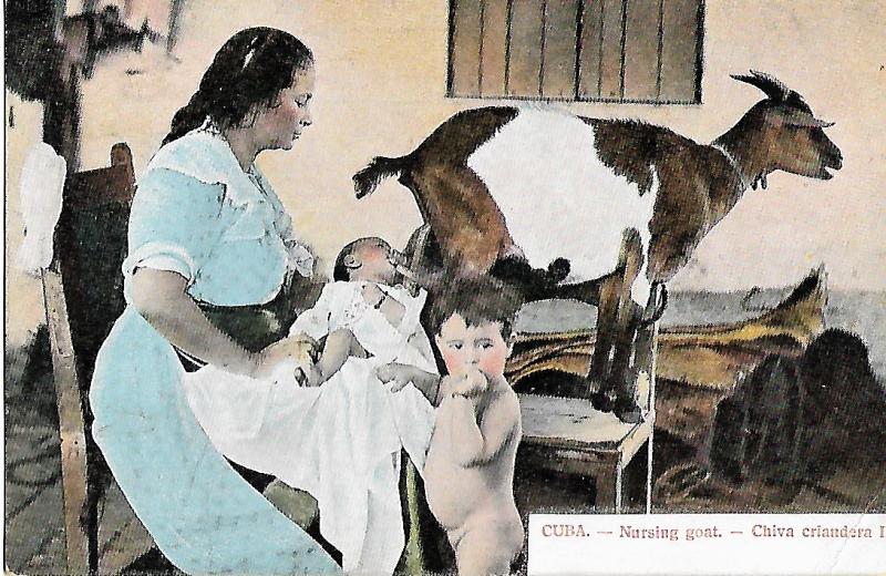 Nursing Goat VG Cuban Published PC Antique