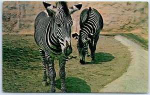 Postcard - Zebra, San Diego Zoo - San Diego, California