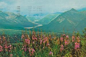 Alaska Range From Eureka Flats With Fireweed In Foreground 1977