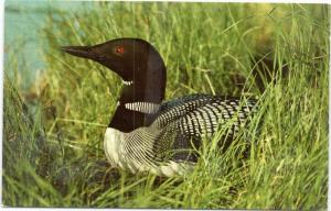 Common Loon in Alaska